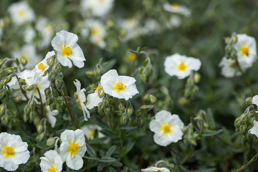 Helianthemum 'Polar Bear'