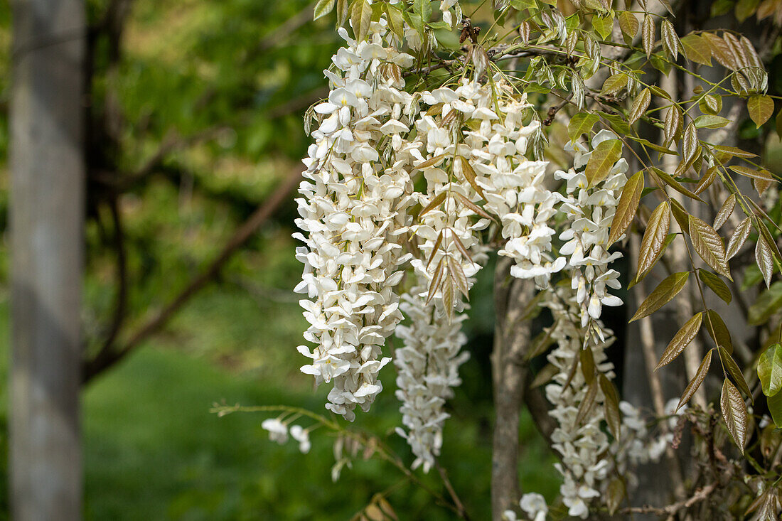 Wisteria sinensis 'Alba'