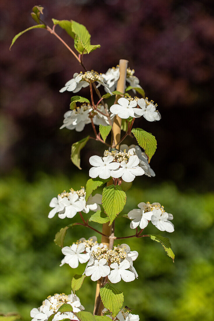 Viburnum plicatum 'Kilimandjaro'®