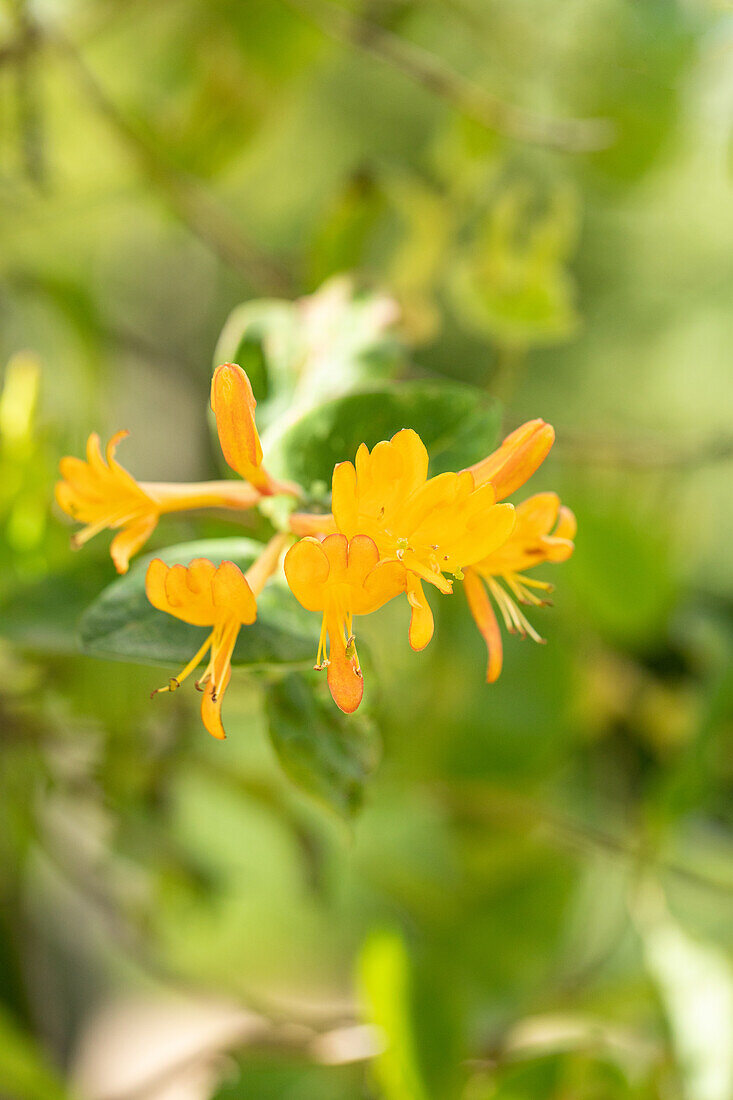 Lonicera tellmanniana