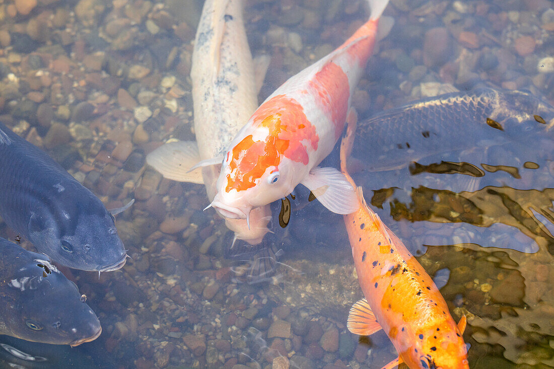 Fische im Teich