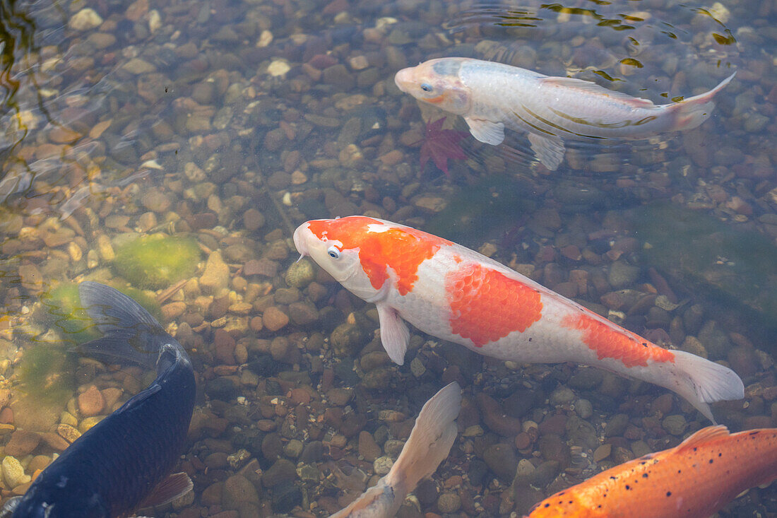 Fish in the pond