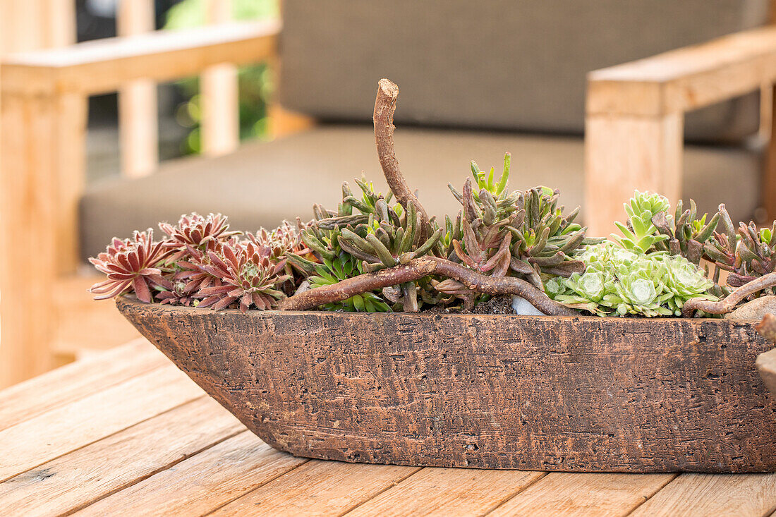 Succulents decoration