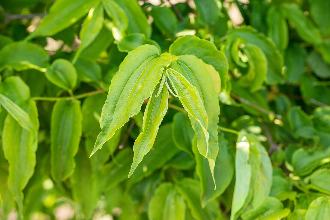 Heptacodium miconioides