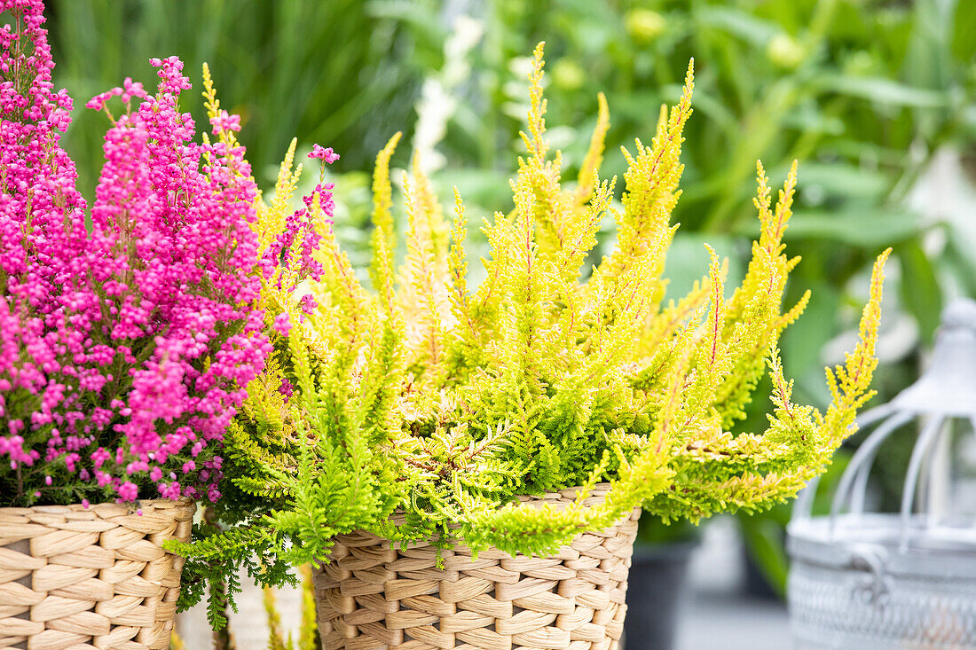 Calluna 'Beauty Ladies'®