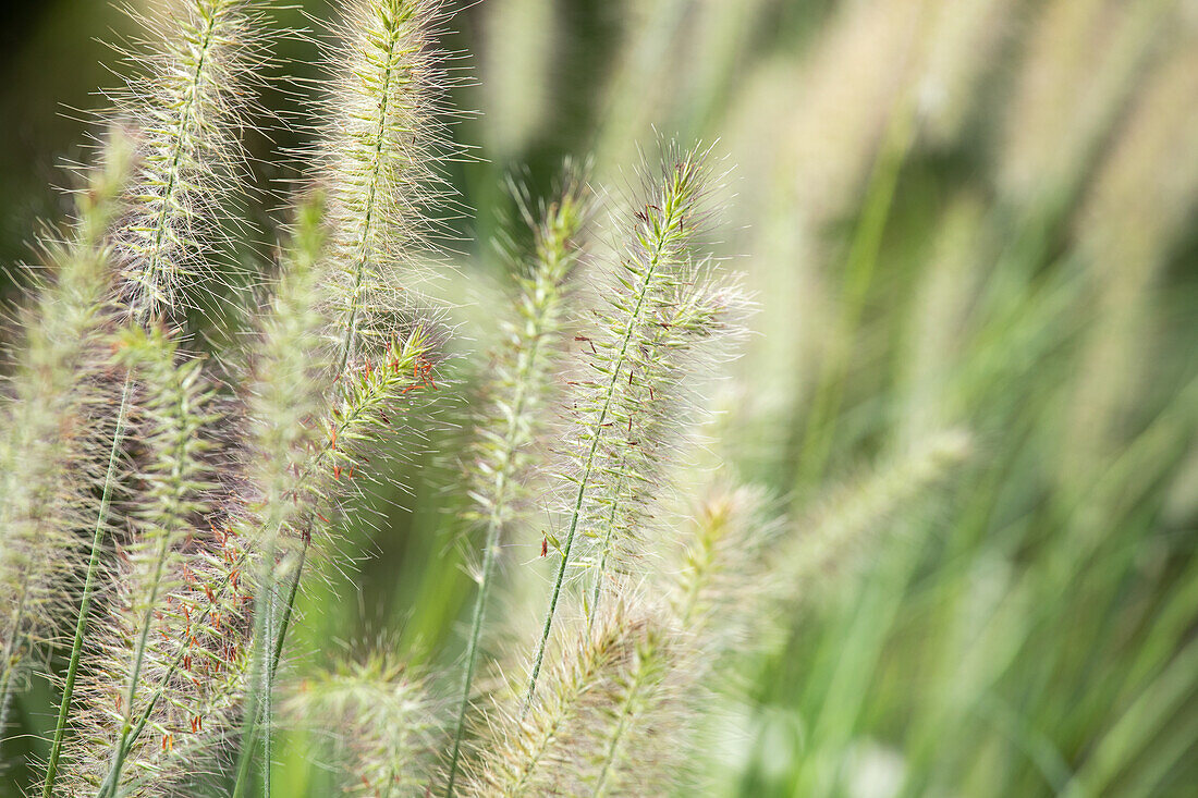 Pennisetum alopecuroides 'Hameln'