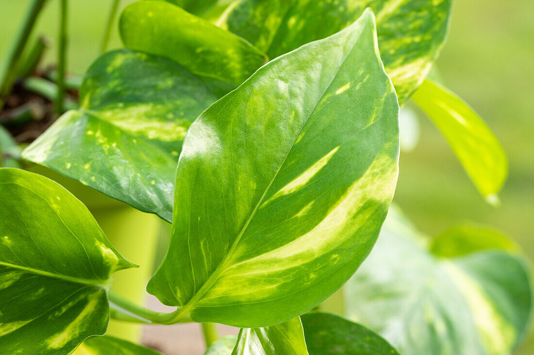 Epipremnum aureum