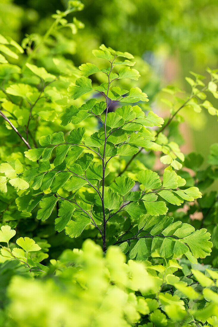 Adiantum raddianum