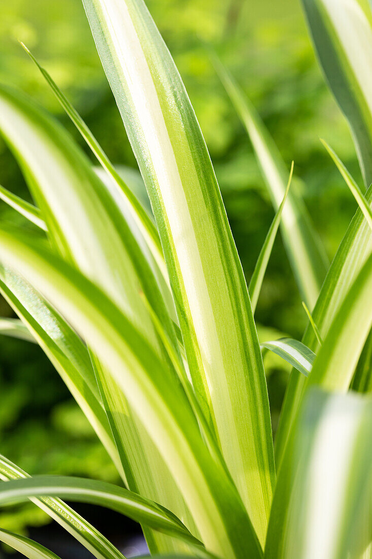 Chlorophytum