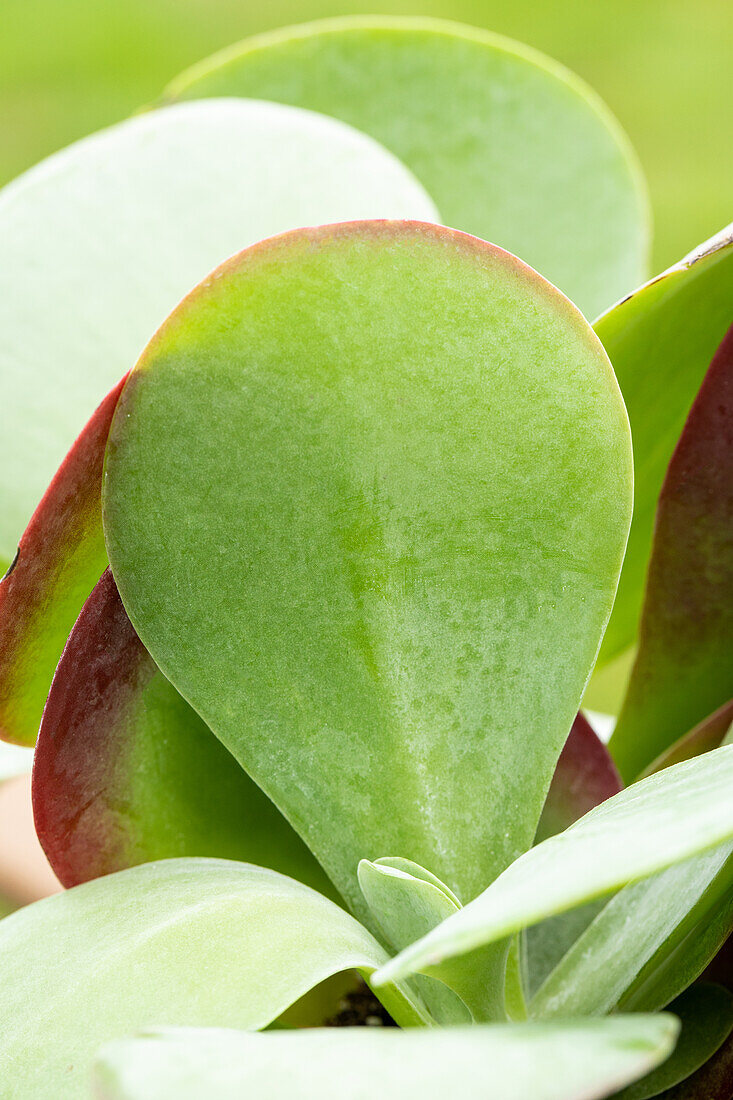 Kalanchoe thyrsiflora