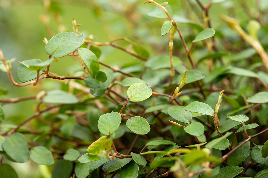 Muehlenbeckia complexa