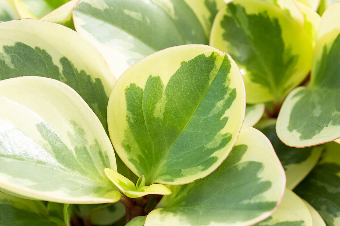 Peperomia obtusifolia 'Variegata'