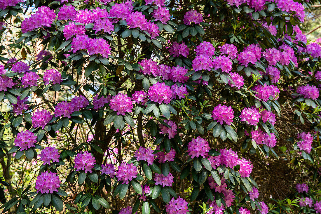 Rhododendron, magenta