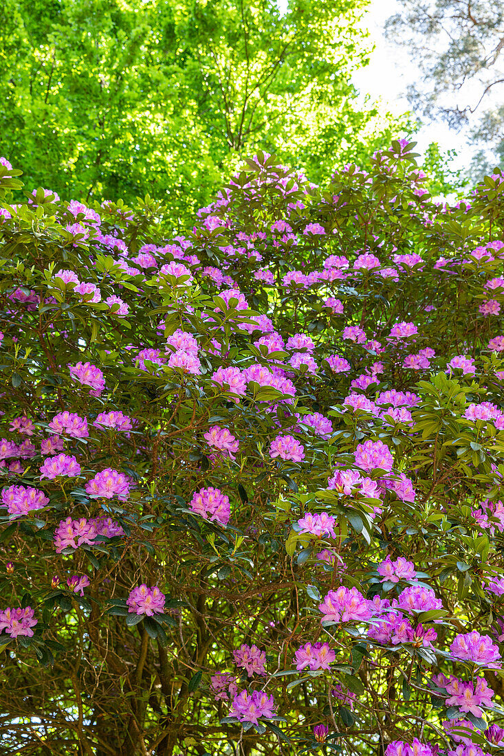 Rhododendron, magenta