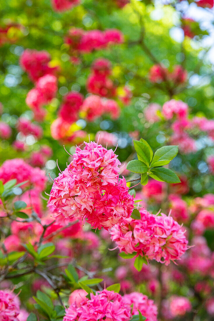 Rhododendron luteum, pink