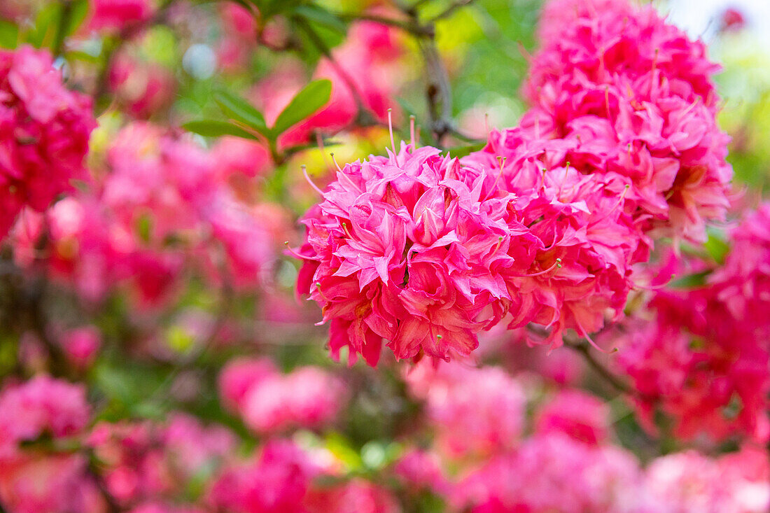 Rhododendron luteum, pink