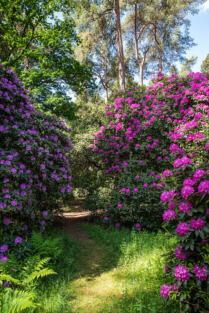 Path in the rhododendron park