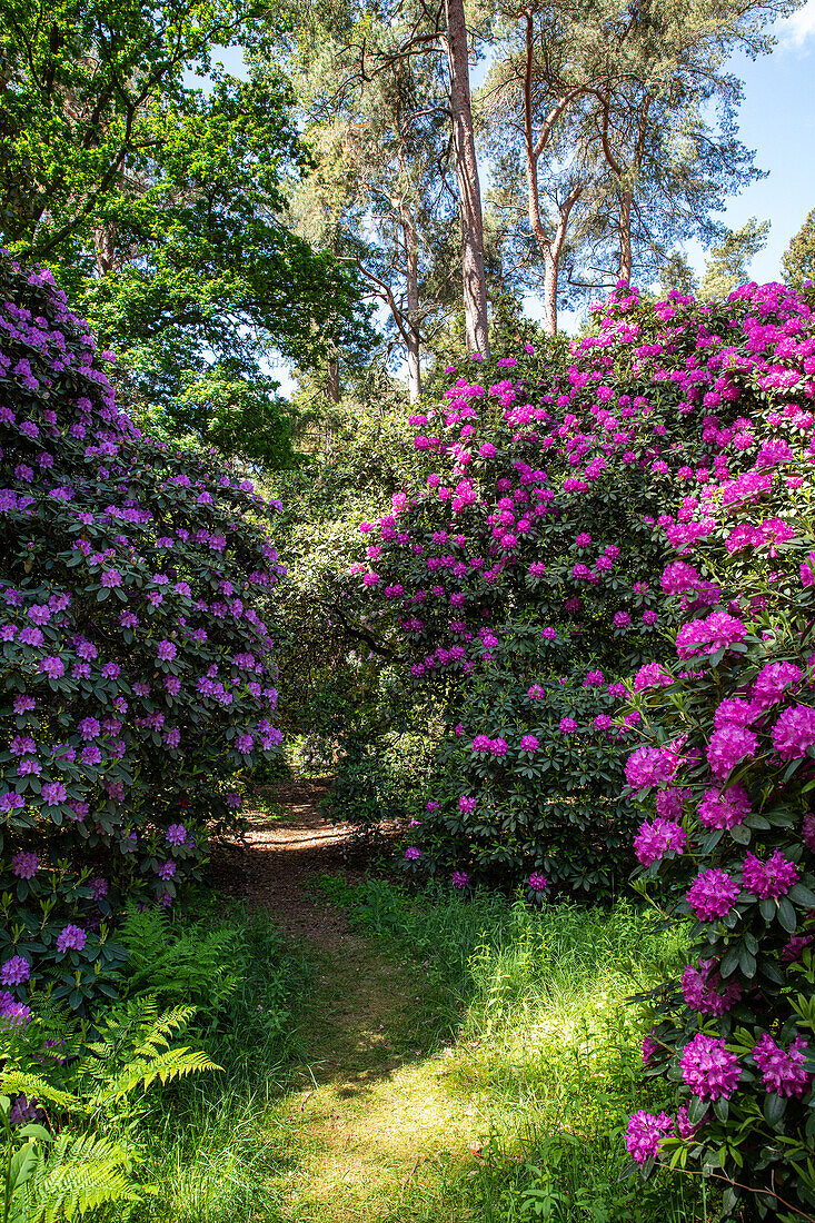 Weg im Rhododendronpark