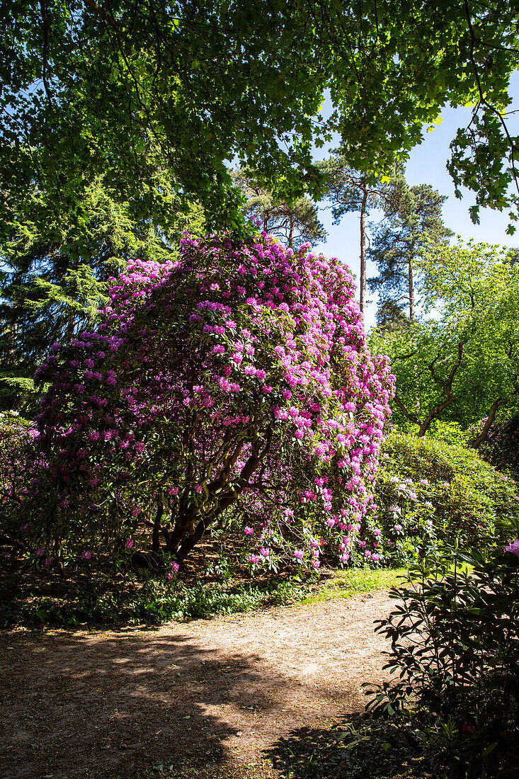 Path in the rhododendron park