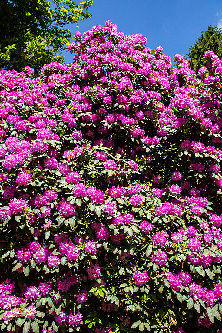 Rhododendron, magenta