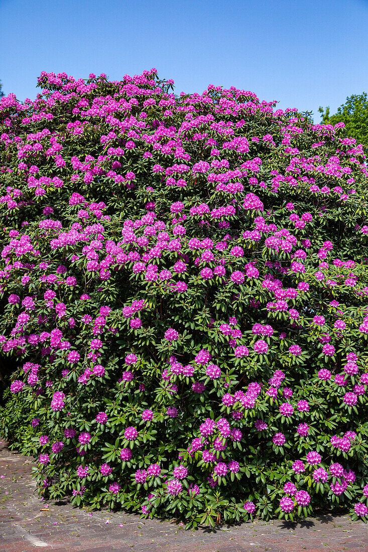 Rhododendron, magenta