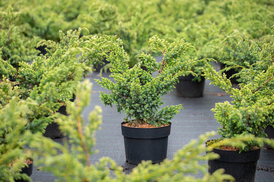 Juniperus chinensis 'Blue Alps'