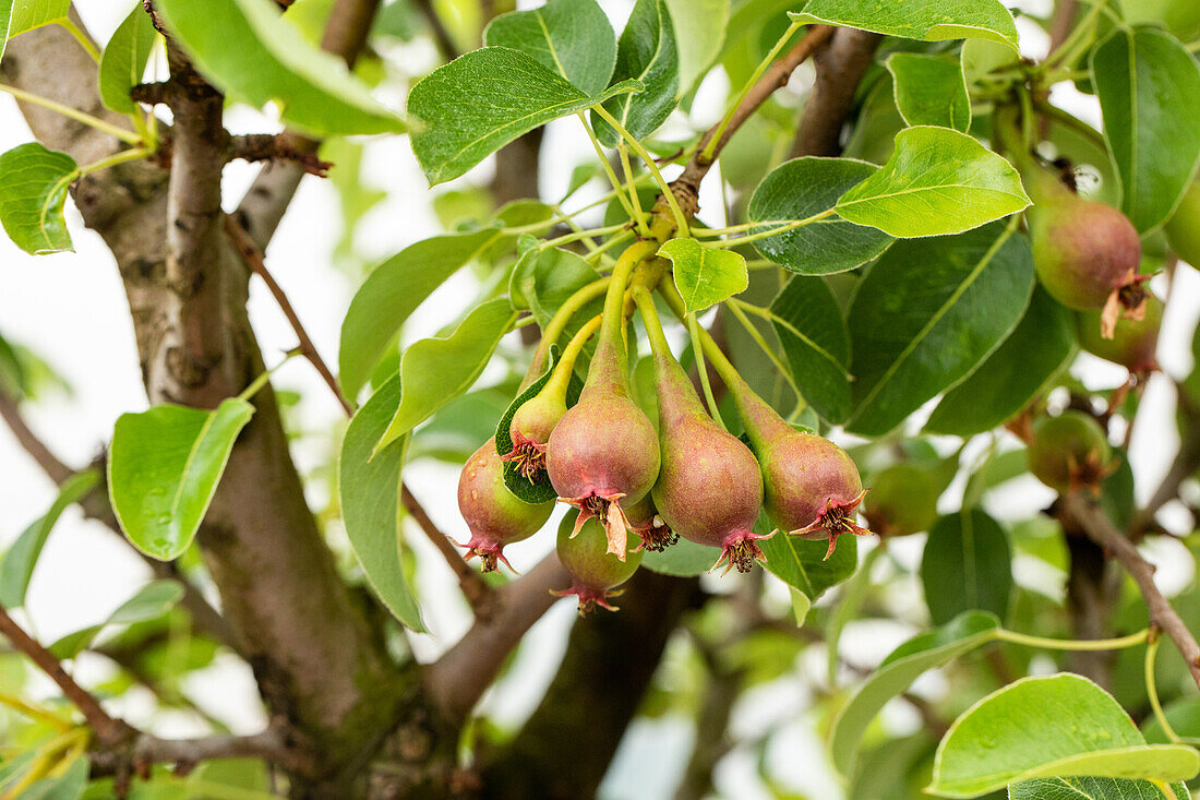 Pear - fruit formation
