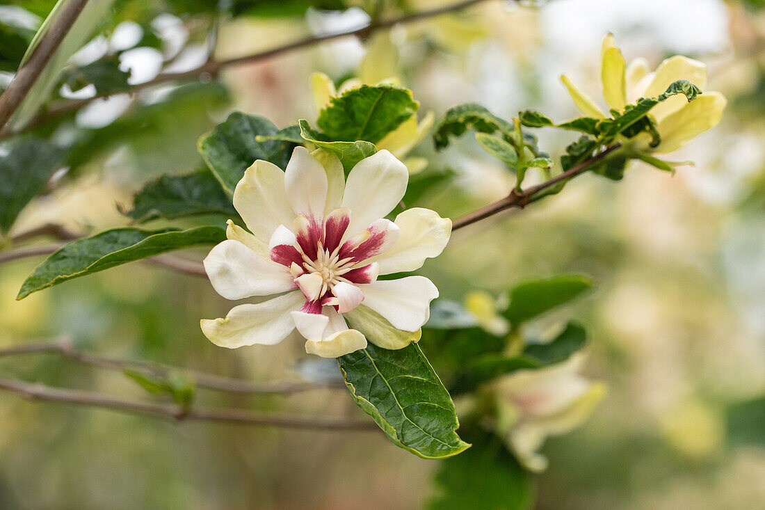 Calycanthus x raulstonii 'Venus'