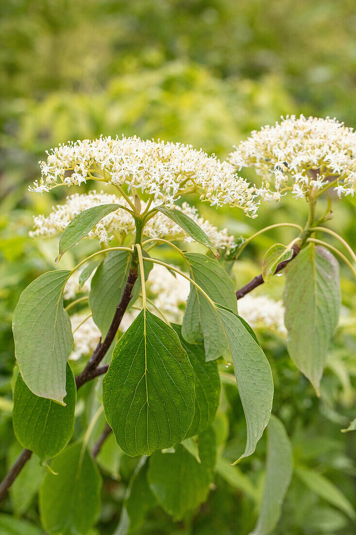 Cornus controversa 'Lucia'