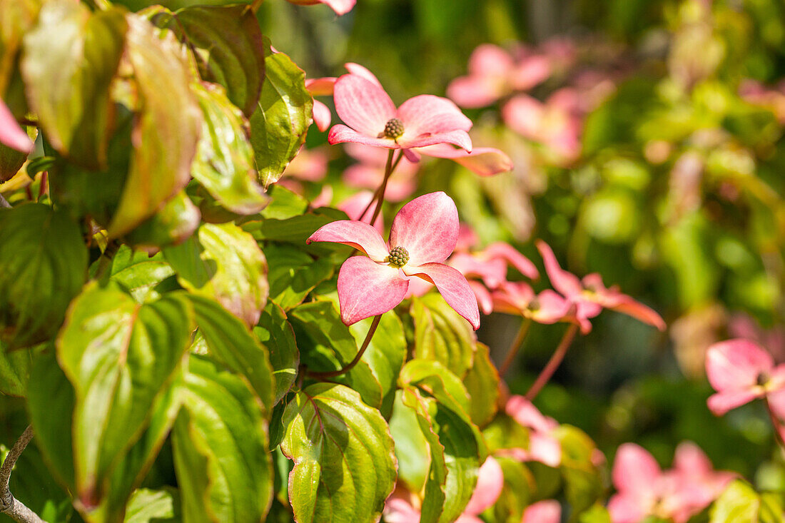 Cornus kousa 'Satomi'®