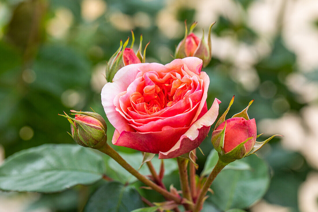 Noble rose, salmon