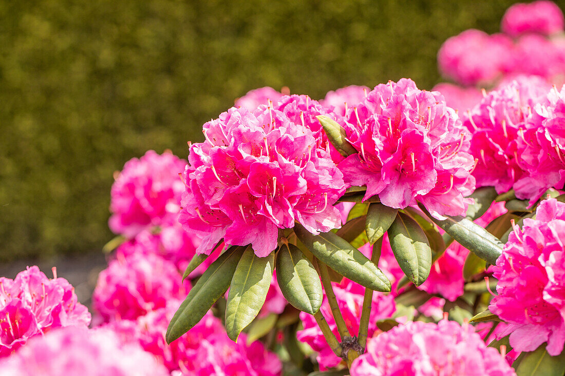 Rhododendron 'Catharine van Tol'