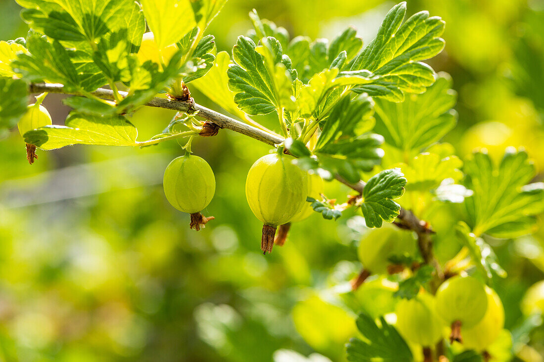 Ribes uva-crispa 'Hinnonmäki', green