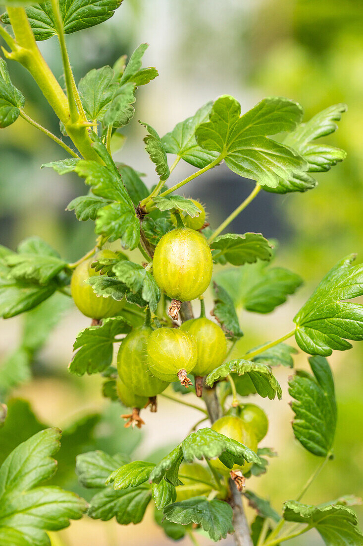 Ribes uva-crispa 'Hinnonmäki', green