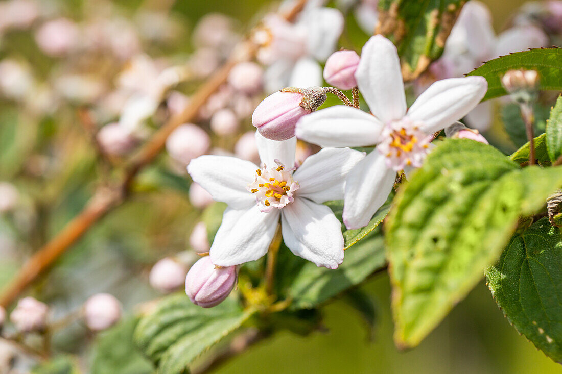 Deutzia x hybrida 'Mont Rose'