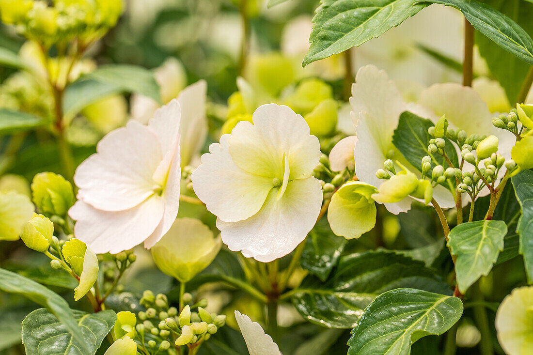 Hydrangea macrophylla 'Runaway Bride'®