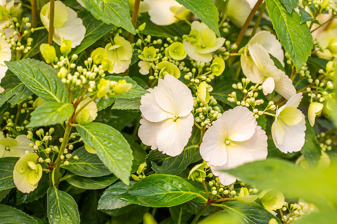 Hydrangea macrophylla 'Runaway Bride'®