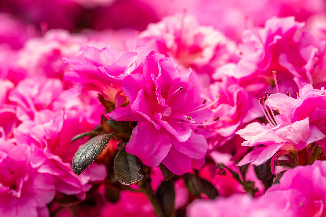 Rhododendron obtusum 'Rokoko'