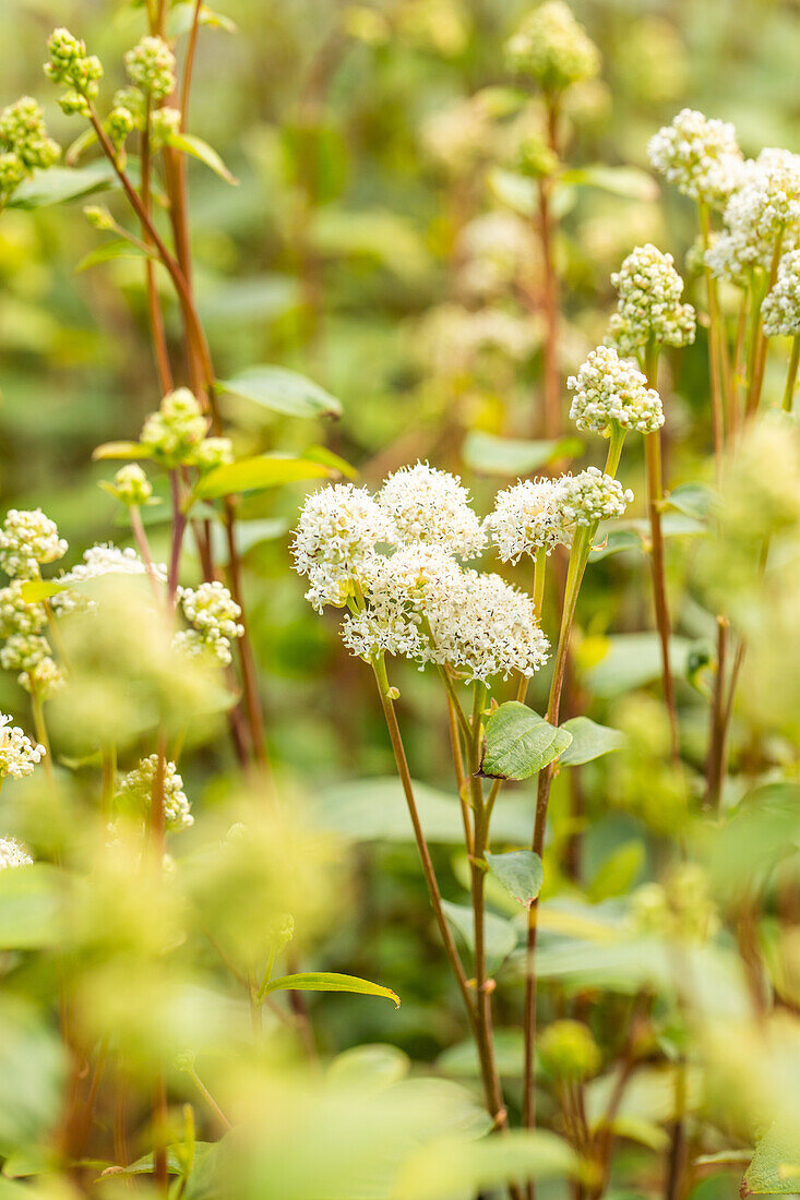 Ceanothus americanus