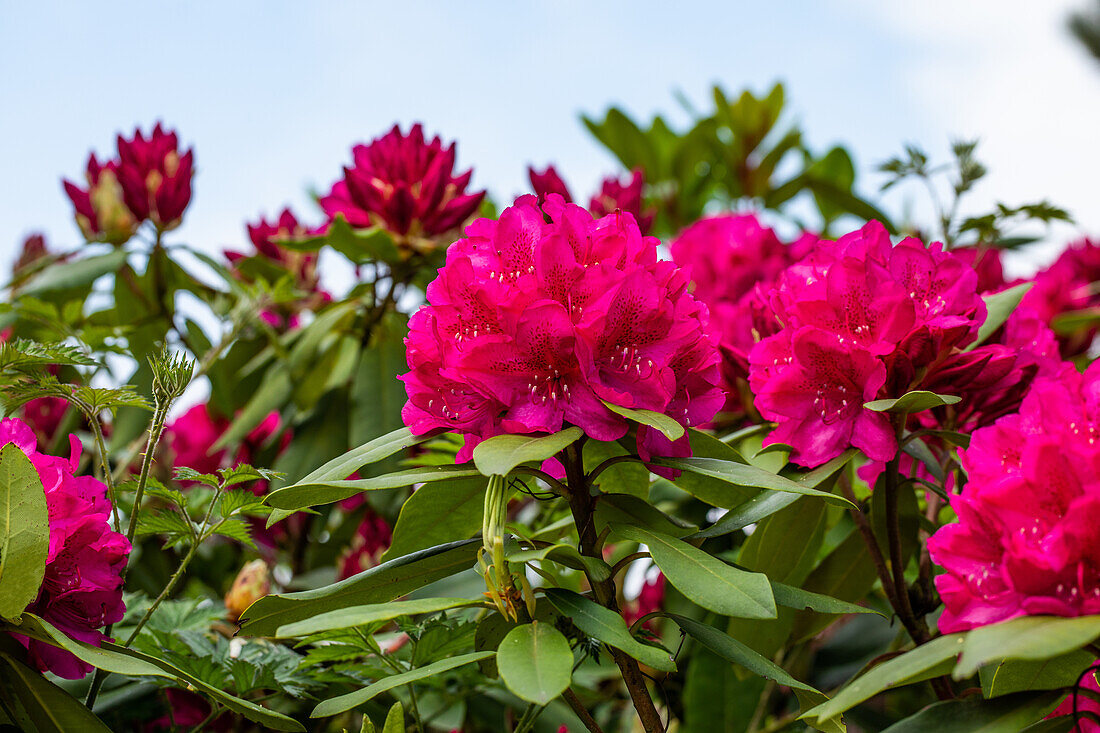 Rhododendron 'Nova Zembla'