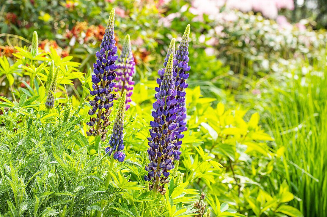 Lupinus polyphyllus, blau