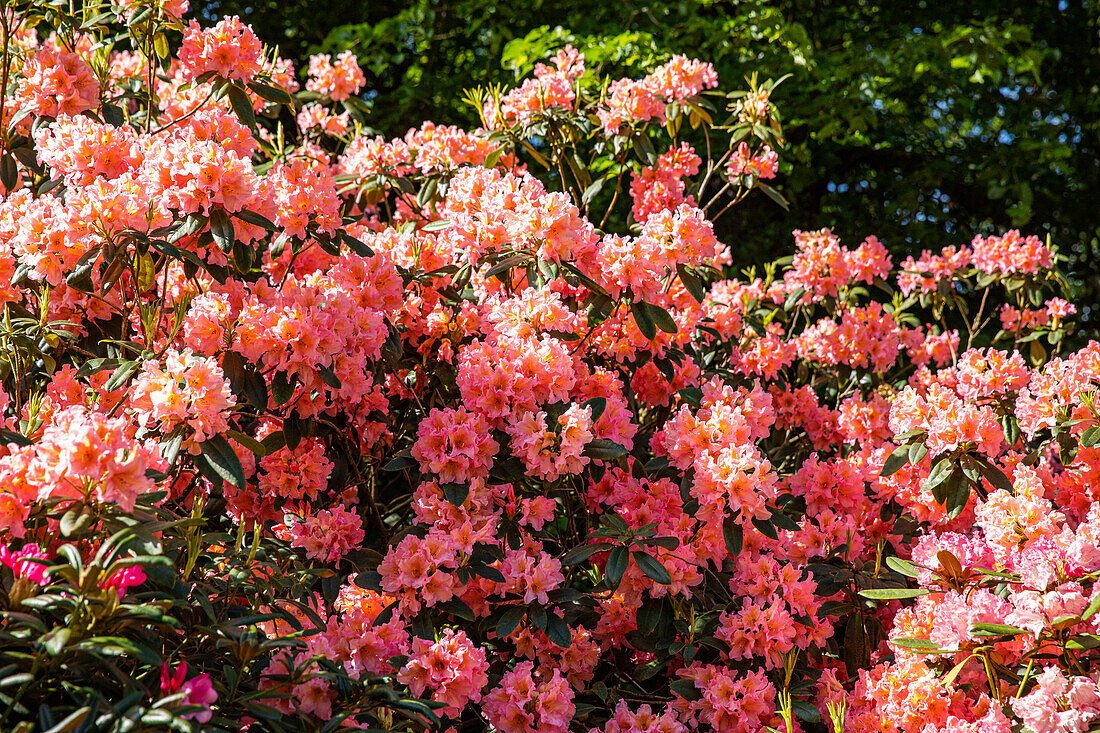 Rhododendron, salmon pink