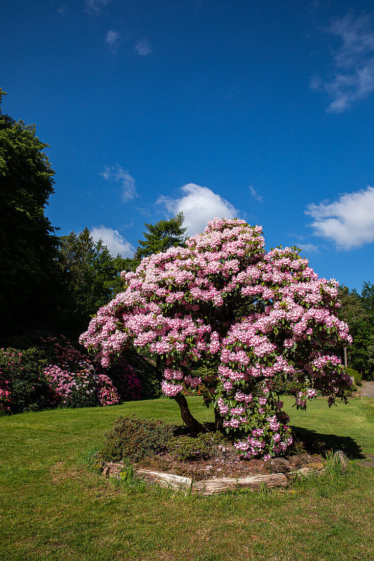Rhododendron solitary