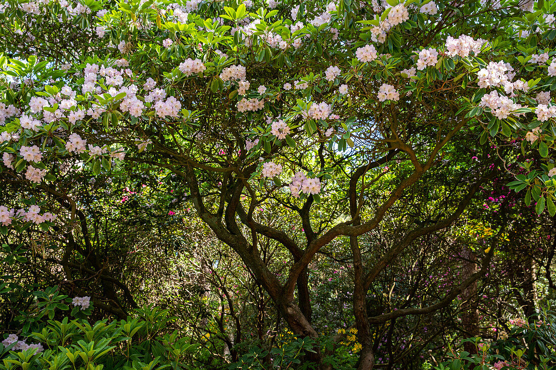 Alter Rhododendron