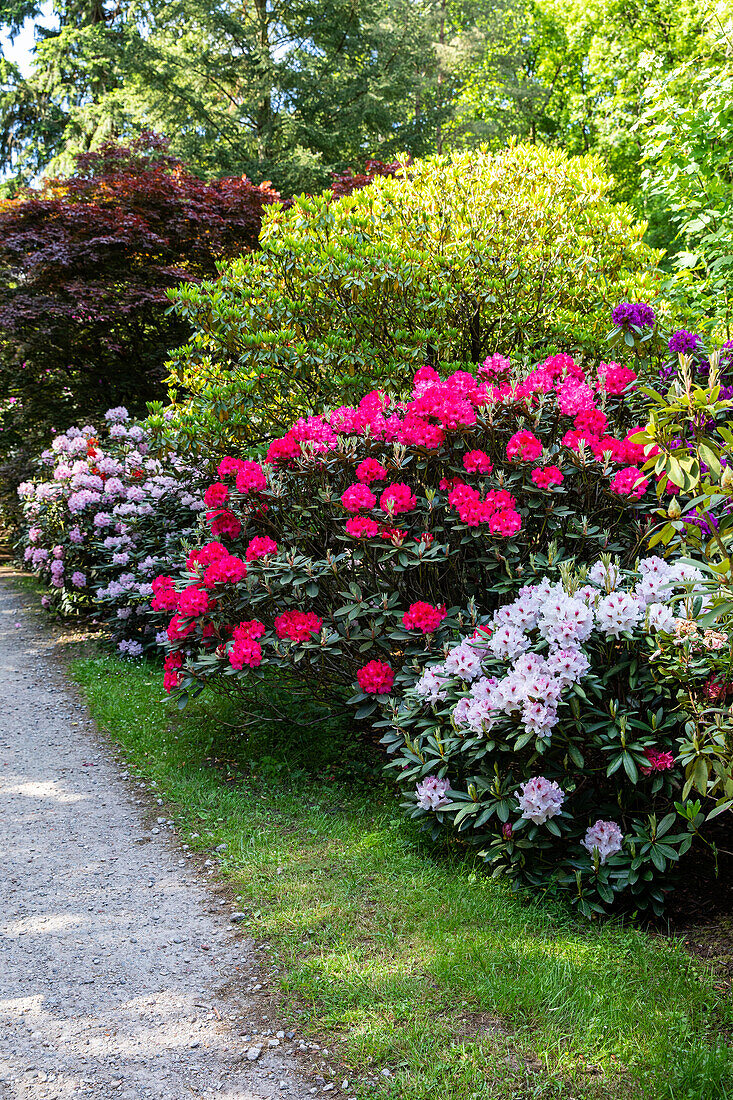 Rhododendron bed