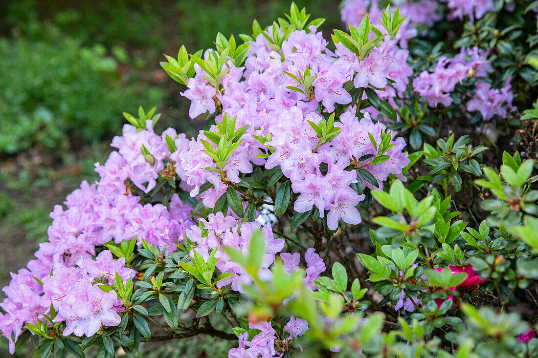 Rhododendron obtusum, purple