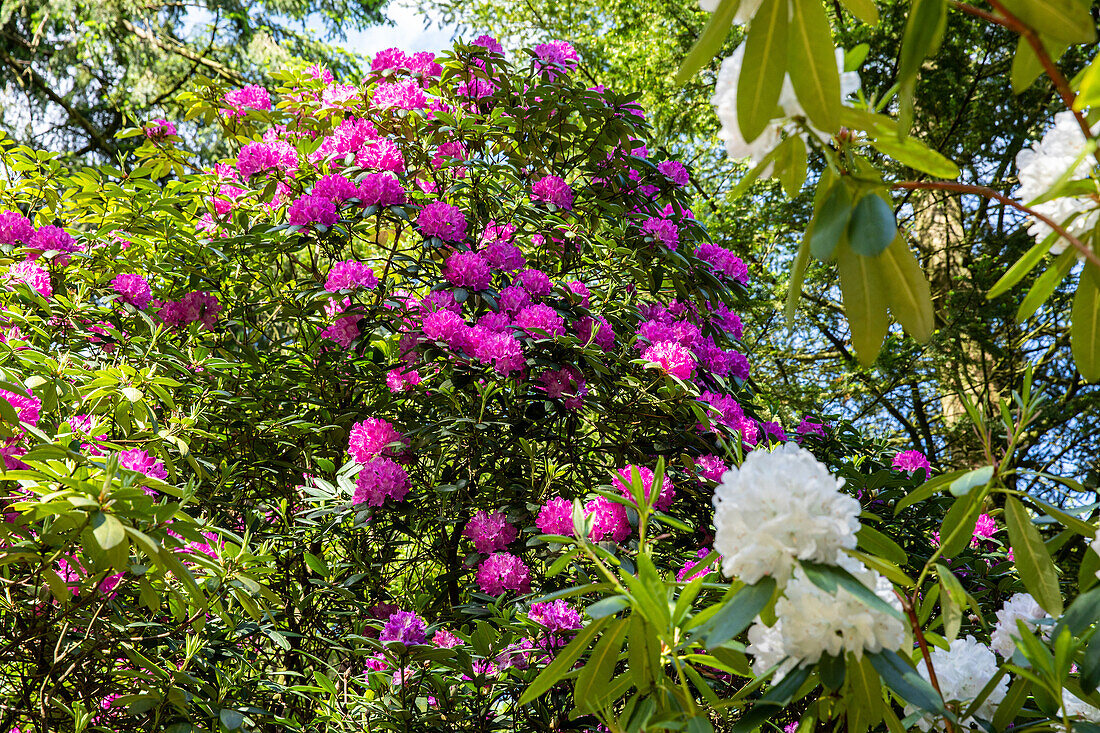 Rhododendron, magenta