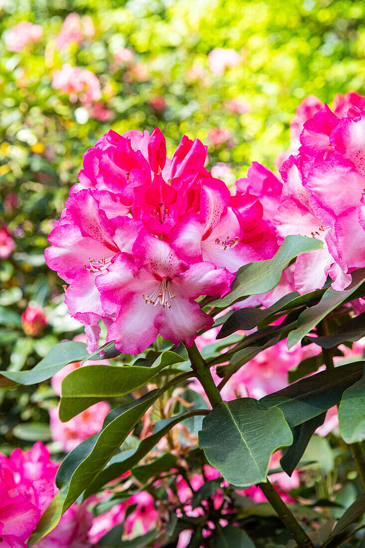 Rhododendron, pink