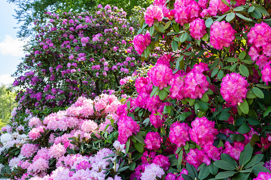 Rhododendron hybrid (large-flowered)