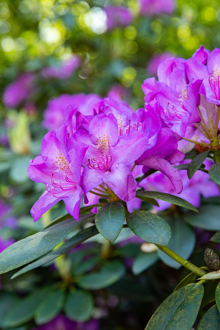 Rhododendron, purple